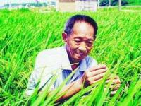 袁隆平 照片
