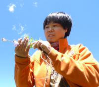 叶菊 照片